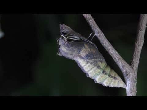 Video: De Oruga A Mariposa: Sobre La Ira Hacia Los Padres