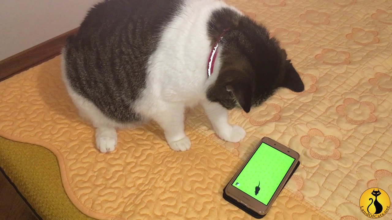 Cat Playing On The Phone! YouTube