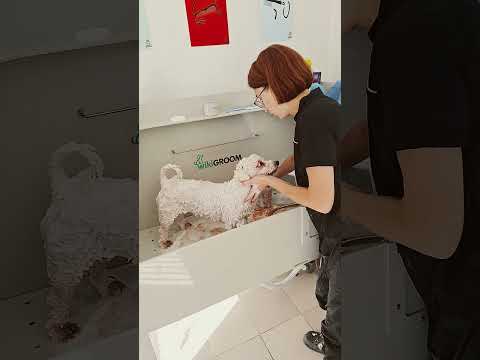 Водные процедуры Хани