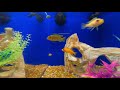 🐠🐟 Aquarium Fish Tank Mixed Videos with bubble sound. Relaxing Video for cats, dogs, and deep sleep.