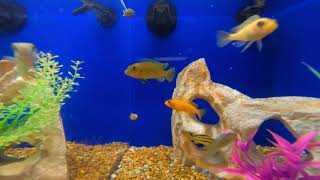 🐠🐟 Aquarium Fish Tank Mixed Videos with bubble sound. Relaxing Video for cats, dogs, and deep sleep. by Relaxing Videos for Cats, Dogs, and People. 6,343 views 3 years ago 3 hours, 2 minutes