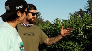 Our Cannabis Journey - Luma California