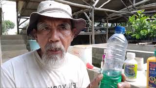 Cara Mengatasi Sundep Yang Menyerang Secara Sporadis
