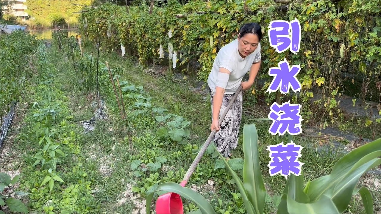 天气干旱阿亮引水来浇菜，萝卜苗水水嫩嫩，喊话朋友们来吃百香果