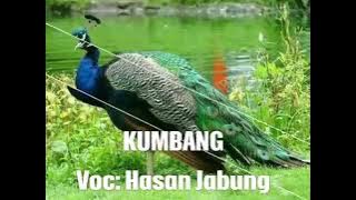 kumbang-Hasan jabung