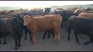 110 terneros (MyH), de 220 kg en Buena Esperanza, San Luis
