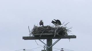 Osprey nest with three young on The Cove, New Brunswick - 28 June 2023 by Stuart Tingley 204 views 11 months ago 1 minute, 10 seconds