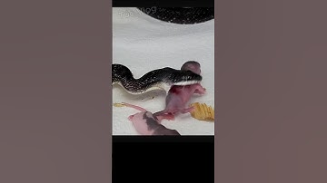 Rắn độc nuốt từng con chuột lang nhà