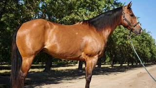 For Sale Lucky - 11 Yo Aqha Gelding