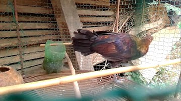 Me nyuam qaib qus 💯% zoo nraug heev li || gà rừng rặc tơ mã vàng