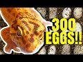 300 LEOPARD GECKO EGGS IN ONE DAY!!! | BRIAN BARCZYK