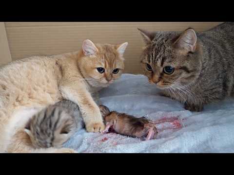 I have an announcement to make to you all about Mimi the cat has given birth safely.