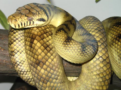 Amethystine Python (Scrub Python)