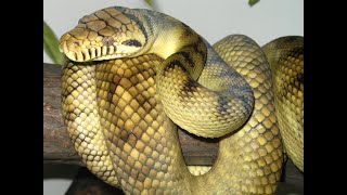 Amethystine Python (Scrub Python)