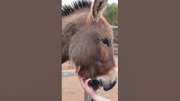 Why Mules Are Stronger Than Horses? #horse #mule #donkey