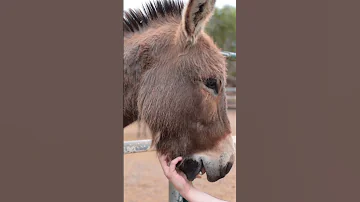 Why Mules Are Stronger Than Horses Horse Mule Donkey 