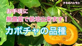 カボチャの放任栽培【農薬が要らない】　　タネのハシモト