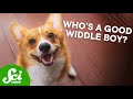 Understanding Pet-Directed Speech