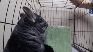 Chinchilla In For An Injured Leg Workup To Find That A Splint Is Not In Its Future