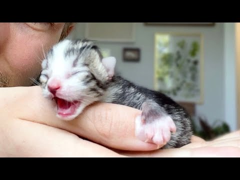 newborn kittens 1 day old