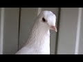 Голуби Турецкая Такла лет, игра, бой! Turkish Takla pigeons Селекционер Санжах.