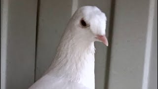 Голуби Турецкая Такла лет, игра, бой! Turkish Takla pigeons Селекционер Санжах.