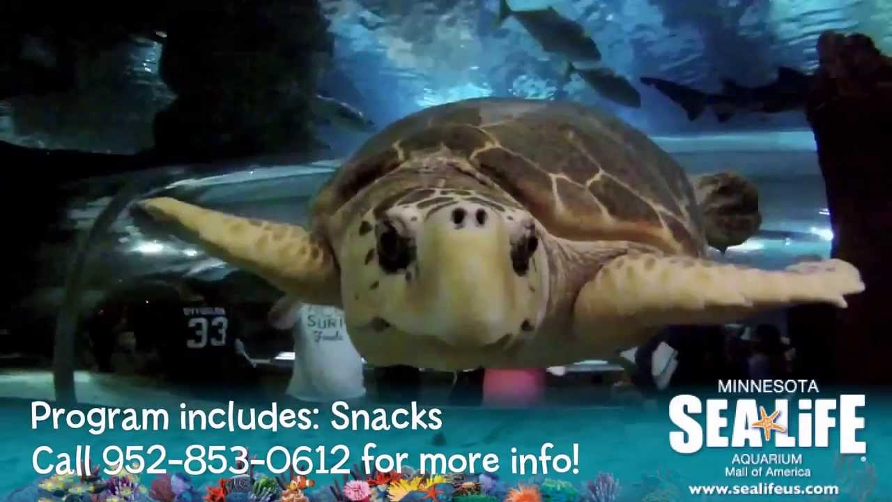 Snorkel and Dive Programs