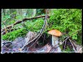 ГРИБ ПОПЕР. Сбор благородных грибов 2021