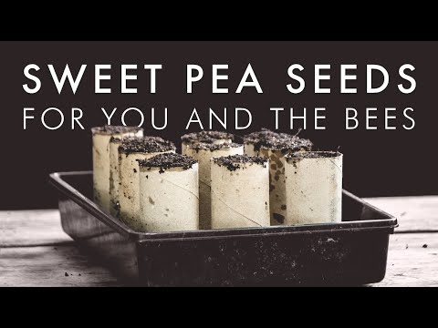 How To Grow Sweet Peas