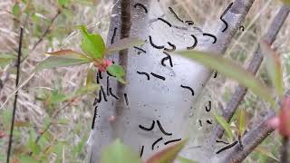 Exclusive Eastern Tent Caterpillars 🐛build fancy nests! 🕸️Yeah not sticking my hand in there #web #caterpillar Profile