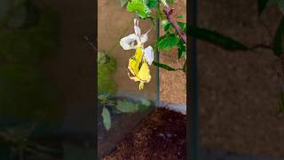 Leaf Insect Molting Timelapse