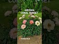 PIWONIA CORAL SUNSET zmienia kolor kwiatów #acerogrody #peony #piwonia #zakładanieogrodów