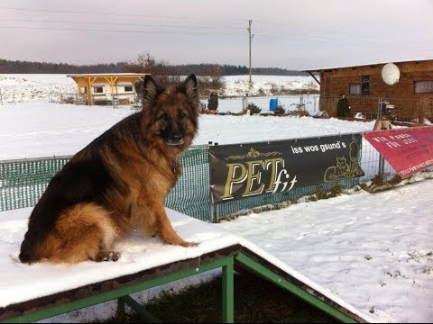 Mit dem Wohnmobil unterwegs - Der Hund und das Wohnmobil