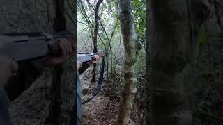 Lance a un gan jabalí en Beuda de nuestro amigo Jordi Cebriaán.