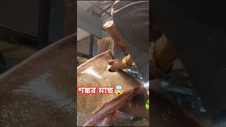 বড়ো ৪০কেজি 💯শঙ্কর মাছ কাটা হচ্ছে 🤯। #muruli #fishcutting_skills #shorts