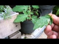 Tomates, pimientos, berenjenas y chiles. Poda y control de plaga.