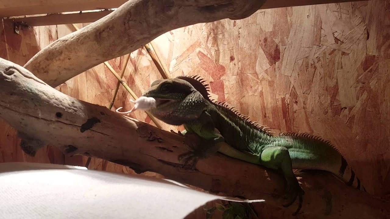 Wabisuke the Water Dragon eat a small mouse YouTube