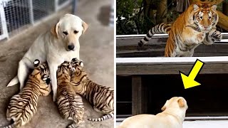 Собака вырастила трёх маленьких тигрят, но годы спустя произошло то, что шокировало всех!