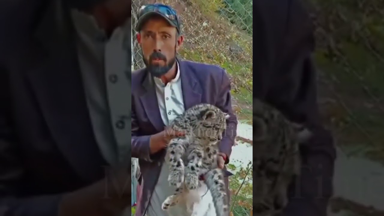 Snow Leopard In Naltar Valley 