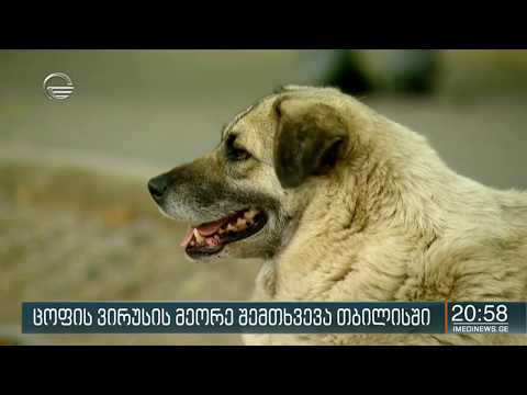 ცოფის ვირუსის მეორე შემთხვევა ბოლო ერთ თვეში