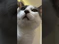 #cat #ねこ #ちたけ