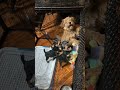 What sunny our poodle doing on our minipin puppies cage✨🤔😆 #puppies #minipinscher #poodle
