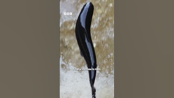 And I thought my commute was hard 🤯🐟#WildIsles #iPlayer #DavidAttenborough