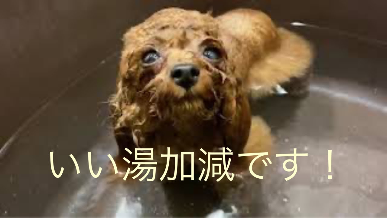 入浴 トロのシャンプーを自宅風呂でしました トイプードル生活 宇野昌磨 宇野樹 Uno1ワンチャンネル アスリートと愛犬 Youtube