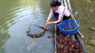 Cách Chọn Nấm Ngọc Cẩu Đạt Chất Lượng Tốt Nhất