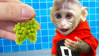 Smart BiBi eats grapes - Animals home Monkey