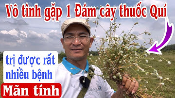 Vô tình gặp 1 đám Cây Thuốc Quí trị được rất nhiều bệnh Mãn tính, cây nở ngày đất. PHAN HẢI Channel