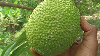 How to know if a Breadfruit is fit in rural Jamaica 🇯🇲.