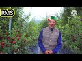 Rms orchard kotkhai first horticulture department approved scionwood propagation orchard in himachal