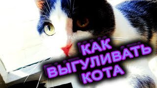 Я - КОТ ИЛИ КАК ВЫГУЛИВАТЬ КОТА Я - КОТ ИЛИ КАК ВЫГУЛИВАТЬ КОТА